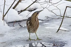 Bittern Prints: Picture No. 11672808