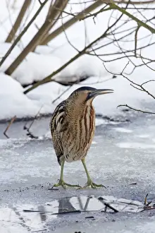 Bittern Prints: Picture No. 11672809