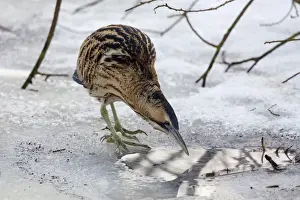 Pond Prints: Picture No. 11672813