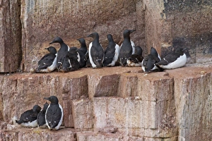 Guillemot Collection: Picture No. 11672838