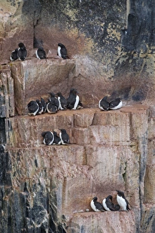 Guillemot Collection: Picture No. 11672839