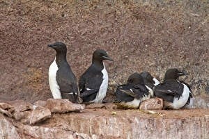 Guillemot Collection: Picture No. 11672840