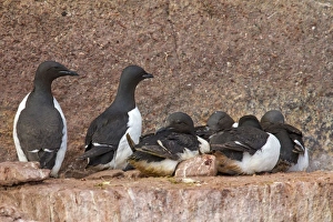 Guillemot Collection: Picture No. 11672841