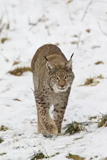 Lynx Prints: Picture No. 11672916