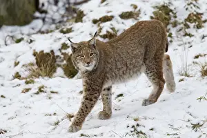 Lynx Prints: Picture No. 11672921
