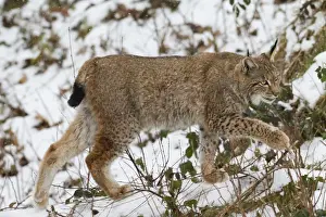 Lynx Prints: Picture No. 11672922