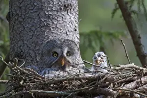 Nesting Prints: Picture No. 11672937