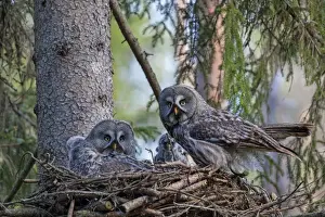 Owlets Prints: Picture No. 11672938
