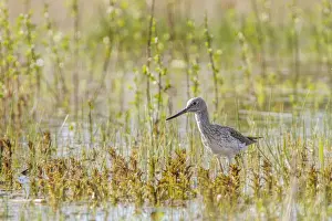 Greenshanks Prints: Picture No. 11674795