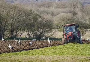 Farmer Prints: Picture No. 11674801