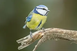 Caeruleus Prints: Picture No. 11674809