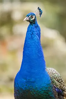 Peacock Prints: Picture No. 11674814
