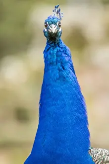 Peacock Prints: Picture No. 11674815