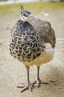 Peacock Prints: Picture No. 11674816