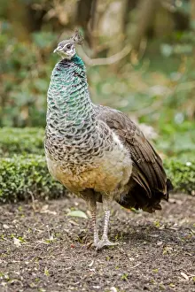 Peacock Prints: Picture No. 11674818