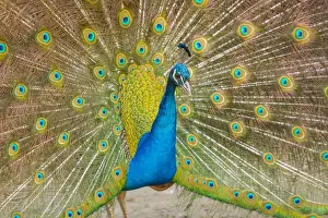 Peacock Prints: Picture No. 11674819