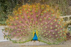 Feather Collection: Picture No. 11674820