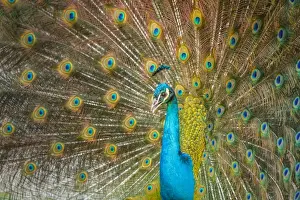Peacock Prints: Picture No. 11674821
