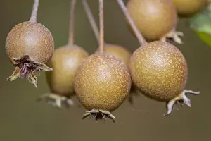 Pear Prints: Picture No. 11674826