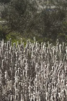 Reeds Prints: Picture No. 11674837