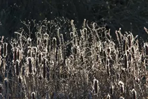 Reeds Prints: Picture No. 11674838