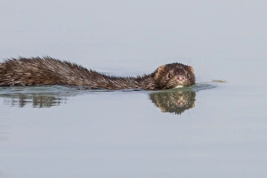 Mustelid Collection: Picture No. 11674839