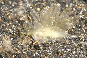Dive Prints: Picture No. 11674887