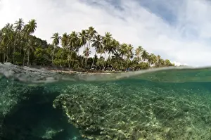 Reefs Prints: Picture No. 11674899
