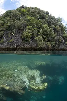 Reefs Prints: Picture No. 11674900