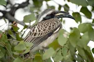 Hornbills Prints: Picture No. 11674945