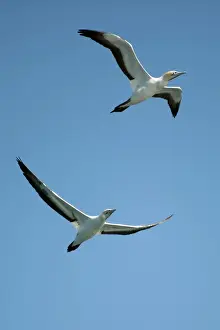 Picture No. 11674952