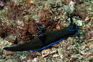 Nudibranches Collection: Picture No. 11674992