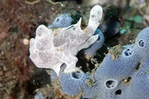 Sponges Prints: Picture No. 11674999