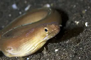 Moray Prints: Picture No. 11675000