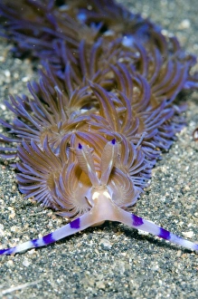 Nudibranches Collection: Picture No. 11675008