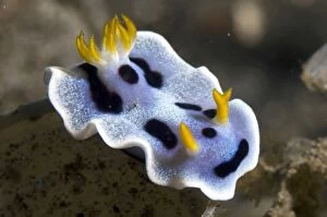 Nudibranches Collection: Picture No. 11675015