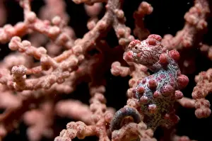 Nudi Prints: Picture No. 11675025