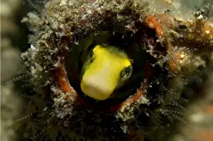 Blenny Prints: Picture No. 11675041