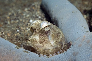 Veined Collection: Picture No. 11675043