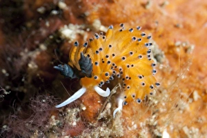 Nudibranches Collection: Picture No. 11675058