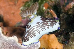 Nudibranches Collection: Picture No. 11675079