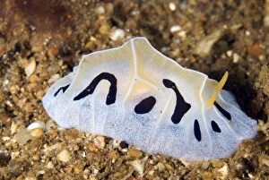Nudibranches Collection: Picture No. 11675097