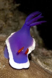 Nudibranches Collection: Picture No. 11675121