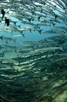 Sipadan Prints: Picture No. 11675151