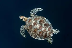 Turtles Prints: Picture No. 11675159