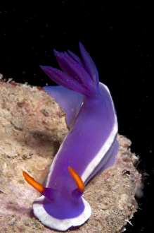 Nudibranches Collection: Picture No. 11675166