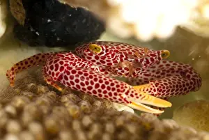 Sipadan Prints: Picture No. 11675175