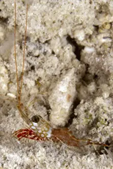 Borneo Prints: Picture No. 11675178