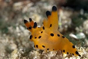 Nudibranches Collection: Picture No. 11675180