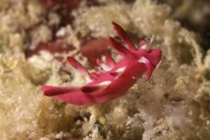 Nudibranches Collection: Picture No. 11675182